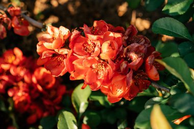 Çiçek açan onbeşli dallar. Sığ alan derinliğine sahip seçici odak.