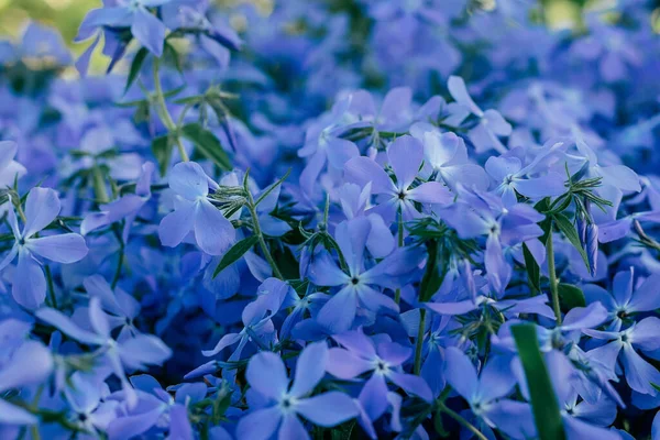 Blühender Blauer Phlox Phlox Divaricata Aus Nächster Nähe Blühender Teppich — Stockfoto