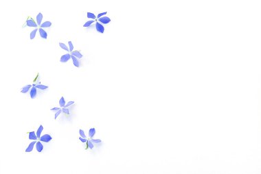 Beyaz arkaplanda küçük mavi çiçeklerin şenlikli çerçevesi. Tebrik kartları için çiçek arkaplanı.