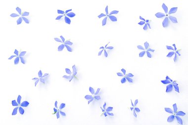 Beyaz arka planda küçük mavi çiçekler. Tebrik kartları için çiçek arkaplanı..