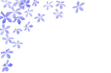  Beyaz arkaplanda küçük mavi çiçeklerin şenlikli çerçevesi. Tebrik kartları için çiçek arkaplanı.