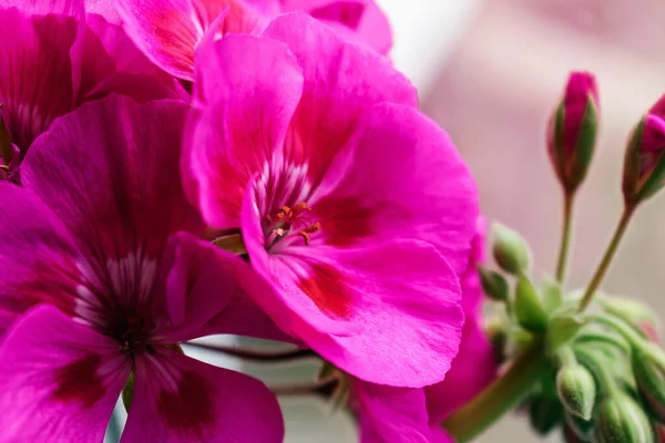 Leuchtend Rosa Geranienblüten Aus Nächster Nähe Selektiver Fokus Mit Geringer — Stockfoto