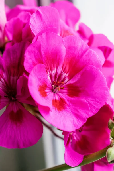 Leuchtend Rosa Geranienblüten Aus Nächster Nähe Selektiver Fokus Mit Geringer — Stockfoto