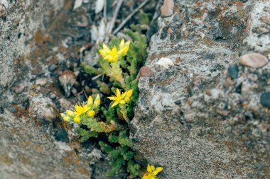 Sedum 'un sarı çiçekleri taş basamaklara yakın. Doğal arka plan, kopyalama alanı.