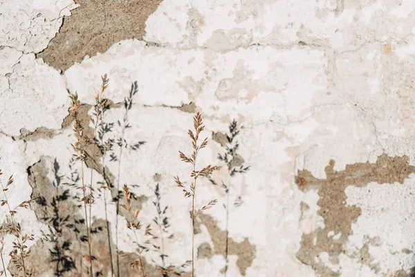 Χόρτο Και Σκιά Του Στον Τοίχο Ξεφλούδισμα Λευκό Σοβάδα Δημιουργική — Φωτογραφία Αρχείου