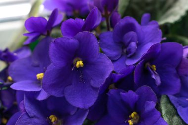 Dark purple African violet flowers (Saintpaulia)  closeup.Home floriculture,indoor plants.Selective focus with shallow depth of field clipart