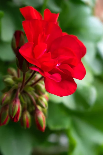 Jasně Červené Muškát Květiny Zblízka Selektivní Zaměření Mělkou Hloubkou Pole — Stock fotografie