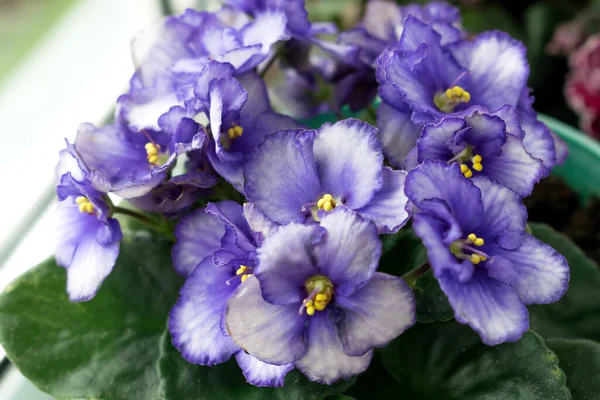 Lilac-white African violet flowers (Saintpaulia) closeup.Home floriculture,indoor plants.Selective focus with shallow depth of field — Stock Image Lilac White African Violet Flowers Saintpaulia Closeup Home Floriculture Indoor Stock Photo