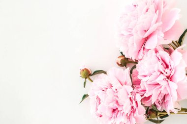 Pembe şakayık çerçevesi beyaz bir arkaplan üzerine kapanır. Tatil kartları için şablon. Uzayı kopyala, seçici alan derinliği ile seçici odaklan