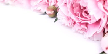 Pembe şakayık çerçevesi beyaz bir arkaplan üzerine kapanır. Tatil kartları için şablon. Uzayı kopyala, seçici alan derinliği ile seçici odaklan