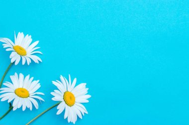  Mavi arka planda üç papatya çayı. Daha iyi bir fikir. Tatil kartları için şablon. Metin, düz konum, üst görünüm, seçici odaklanma için boşluk kopyala.