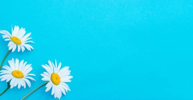 Mavi arka planda üç papatya çayı. Daha iyi bir fikir. Tatil kartları için şablon. Metin, düz konum, üst görünüm, seçici odaklanma için boşluk kopyala.