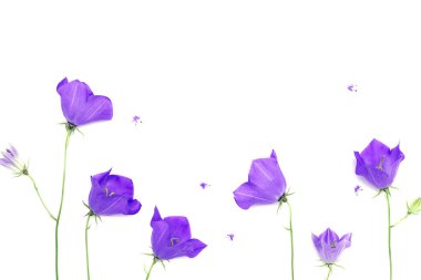 Beyaz arka planda mor çiçekli çan çiçekleri (Campanula). Tatil kartları için şablon. Metin, düz konum, üst görünüm, seçici odaklanma için boşluk kopyala.