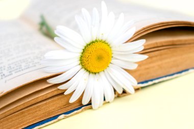  Papatya, açık bir kitap üzerine kapanır. Uluslararası kitap günü konsepti. Metin için uzayı kopyala, seçici odak ve sığ alan derinliği