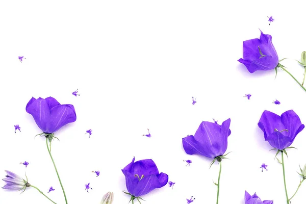 紫罗兰花蓝铃花 Campanula 在白色的背景上 夏天的概念 假日卡片模板 抄写空间 — 图库照片