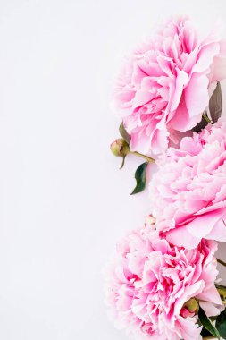 Pembe şakayık çerçevesi beyaz bir arkaplan üzerine kapanır. Tatil kartları için şablon. Uzayı kopyala, seçici alan derinliği ile seçici odaklan