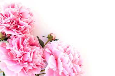 Pembe şakayık çerçevesi beyaz bir arkaplan üzerine kapanır. Tatil kartları için şablon. Uzayı kopyala, seçici alan derinliği ile seçici odaklan