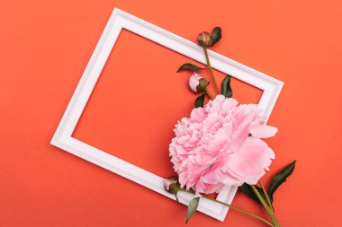 Kırmızı arkaplanda pembe şakayık çiçeğiyle dekore edilmiş beyaz resim çerçevesi. Metin, üst görünüm ve düz yatış için alanı kopyala