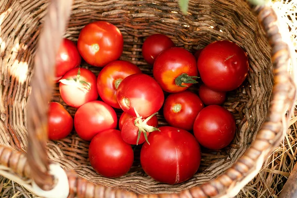 Tomates Rojos Parte Inferior Cesta Vista Superior Concepto Cosecha — Foto de Stock
