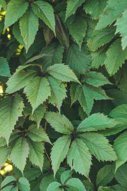  Kızlık üzüm yaprakları çok yakın. Doğal arkaplan. Sığ alan derinliğine sahip seçici odak