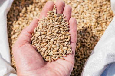 Bir torba tahıl, tarım ve hasat konseptiyle dolu bir el. Sığ alan derinliğine sahip seçici odak