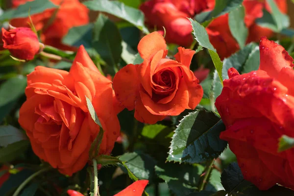 Rosas Vermelhas Jardim Com Gotas Água Perto Selective Foco Com — Fotografia de Stock