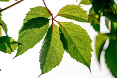 Bakire bir üzümün yeşil yaprağı, güneşe karşı temiz bir havalandırma detayıyla. İçeriden görünüşü, yaprağın dokusu. Metin için uzayı kopyala, seçici odak ve sığ alan derinliği