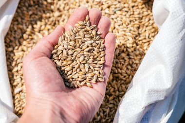 Bir torba tahıl, tarım ve hasat konseptiyle dolu bir el. Sığ alan derinliğine sahip seçici odak