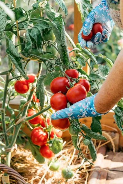 Women\'s hands in blue gardening gloves picking fresh red tomatoes in the greenhouse. Harvest concept. Gardening concept