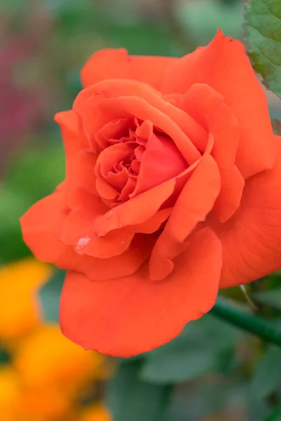 Orange Rose Flower Close Selective Focus Shallow Depth Field — Stock Photo, Image