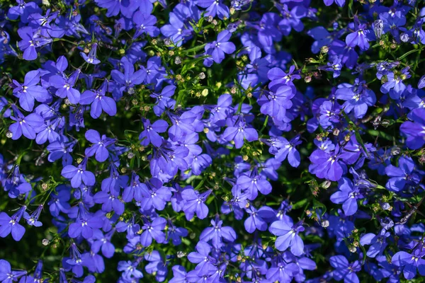 Blue Lobelia Blumen Natürlicher Hintergrund Selektiver Fokus Mit Geringer Schärfentiefe — Stockfoto