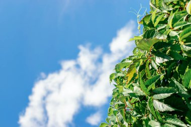 Yeşil yapraklar mavi gökyüzüne ve bulutlara yakın. Doğal arkaplan. Uzayı metin için kopyala.