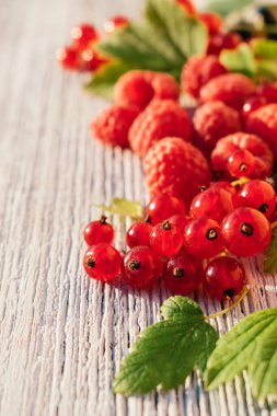  Beyaz ahşap arka planda, yapraklı kırmızı frenk üzümü ve bulanık ahududu. Yaz konsepti, hasat konsepti ve vitamin meyvesi konsepti. Sığ alan derinliğine sahip seçici odak