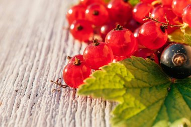 Kırmızı ve siyah frenk üzümü, beyaz ahşap arka planda yapraklarla kaplanır. Yaz ve hasat konsepti, vitamin meyvesi konsepti. Sığ alan derinliğine sahip seçici odak, boşluğu kopyala