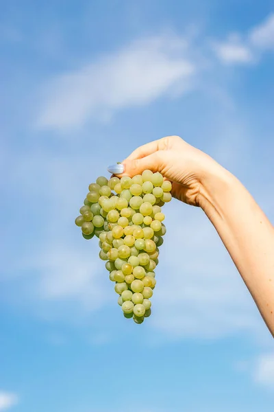 Zbliżenie Żeńskiej Dłoni Trzymającej Grono Zielonych Winogron Tle Błękitnego Nieba — Zdjęcie stockowe