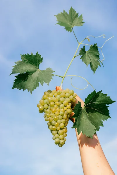 Kobiece Dłonie Trzymające Grono Zielonych Winogron Liśćmi Tle Błękitnego Nieba — Zdjęcie stockowe