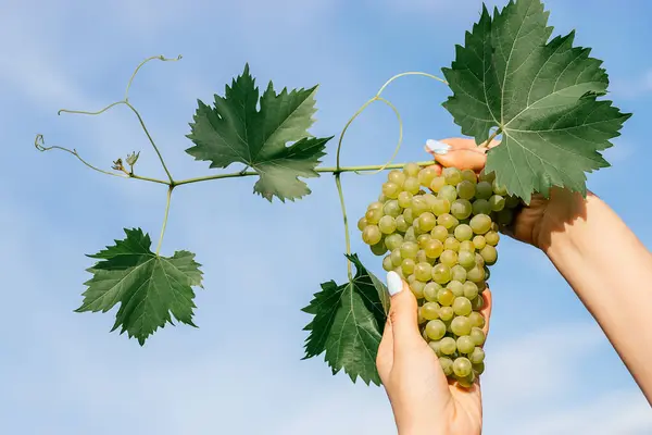 Female Hands Holding Bunch Green Grapes Leaves Blue Sky Harvest — стоковое фото