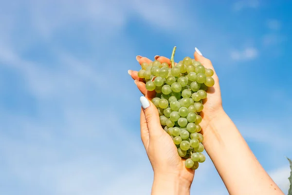 Close Female Hands Holding Bunch Green Grapes Blue Sky Harvest — стоковое фото