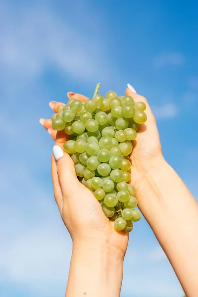 Close Female Hands Holding Bunch Green Grapes Blue Sky Harvest — стоковое фото