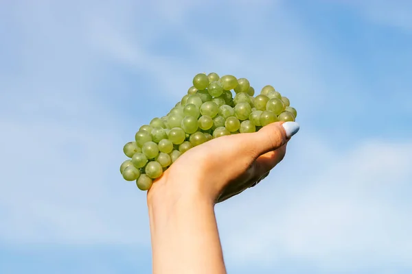 Close Female Hand Holding Bunch Green Grapes Blue Sky Harvest — стоковое фото