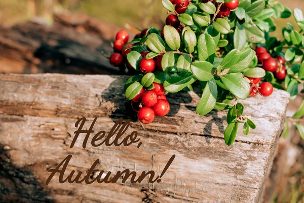Arbusto Oxicoco Com Bagas Vermelhas Toco Perto Inscrição Hello Autumn — Fotografia de Stock