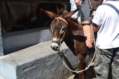 İnsan bir eşekten faydalanıyor. Taşıma aracı olarak eşekler. Yazı için uzayı kopyala