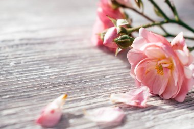 Beyaz ahşap bir arka planda duran küçük pembe gülleri kapat. Kopya alanlı çiçek arkaplanı. Sığ alan derinliği olan seçici odak.