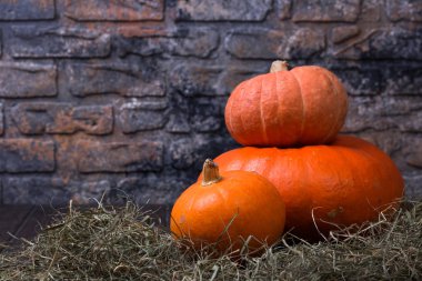 Sonbahar dekorasyon. Kabaklar ve saman ile natürmort hasat. Rustik koyu arka plan