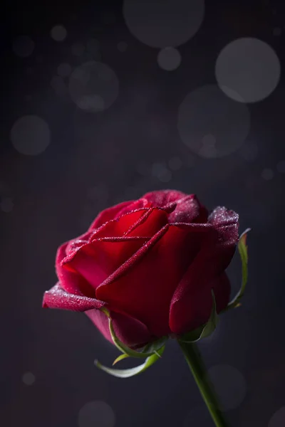 Uma rosa vermelha sobre um fundo preto — Fotografia de Stock