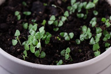 Microgreens beyaz kase içinde büyüyen. Sağlıklı beslenme kavramı.