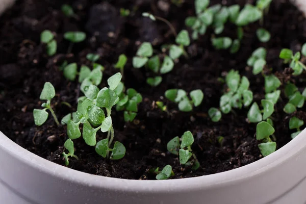 Växande microgreens i vit skål. Hälsosamt ätande koncept. — Stockfoto