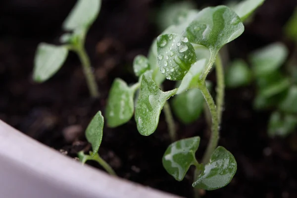 Καλλιέργεια microgreens σε λευκό μπολ. Υγιείς διατροφικές έννοια. — Φωτογραφία Αρχείου