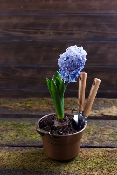 फूलों के बर्तन में नीले जलकुंभी हायासिंटस ओरिएंटलिस। लकड़ी की पृष्ठभूमि — स्टॉक फ़ोटो, इमेज