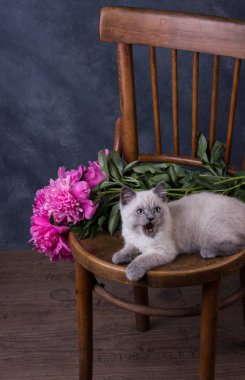 Evcil hayvan. Sevimli kedicik Britanya ile ilgili stenografi leylak.